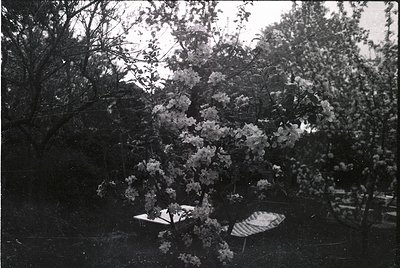 Vintage black-and-white photo of a blooming tree in full bloom, likely cherry blossoms, with a vintage parasol and chair bene...