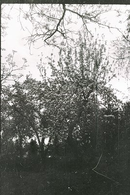 Vintage sepia-toned photo of a dense, leafy forest canopy with exposed tree branches framing the top. Likely early 20th-centu...