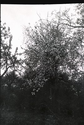 Vintage black-and-white photo of a lone deciduous tree with sparse foliage, likely a birch or willow, set against an overcast...