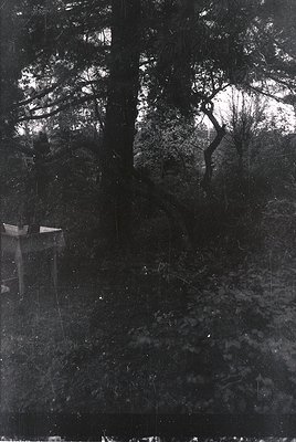 Vintage sepia-toned photograph of a dense forest glade with sparse sunlight filtering through bare branches. A small wooden s...