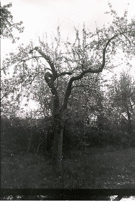 Vintage black-and-white photo of a gnarled, mature tree with twisted branches and sparse foliage, likely a birch or oak. The ...