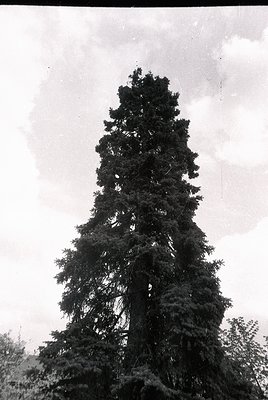 Tall, dense coniferous tree framed against overcast sky, likely a Norway spruce (*Picea abies*). Image appears aged, possibly...