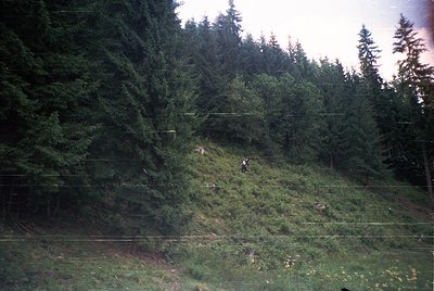 Vintage black-and-white photo of two hikers ascending a forested hillside, framed by dense evergreen trees. Overgrown grass a...