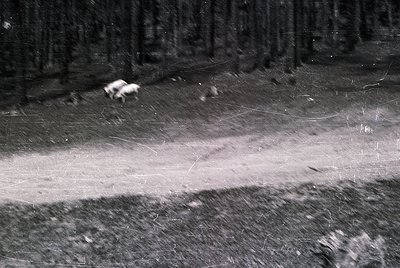 Black-and-white aerial shot of two cows grazing in a snow-covered field bordered by dense forest. The scene suggests rural pa...