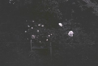 Aerial view of a small, illuminated garden bench under blooming cherry blossom tree at night. Soft pink blossoms contrast aga...