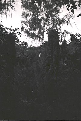High-contrast black-and-white shot of dense forest foliage with sunlight filtering through. Tall, slender trees dominate the ...
