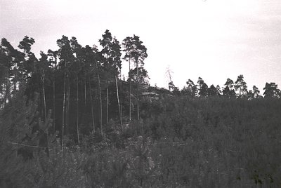Black-and-white shot of a deforested hillside with stumps and sparse remaining trees, likely post-logging. Dense underbrush c...