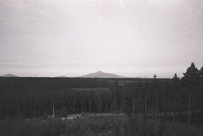 Vintage black-and-white landscape featuring a dense forest of evenly spaced pine trees, likely a plantation. A lone mountain ...