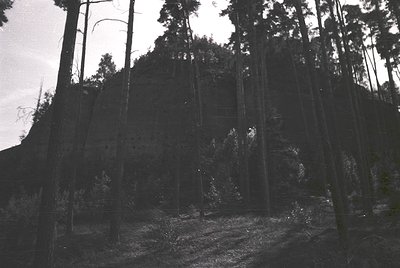 Black-and-white forest scene with dense pine trees framing a rocky hillside. Dramatic lighting highlights tree trunks and sha...