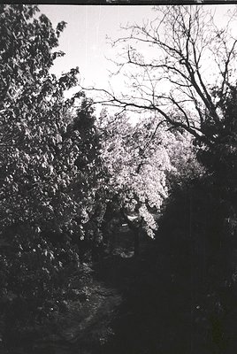 Vintage black-and-white photo of a lone figure walking a narrow, tree-lined path under bare branches, suggesting late autumn/...
