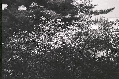 Vintage black-and-white aerial view of dense, leafy trees with sparse snow accumulation. Likely captured during winter in a t...