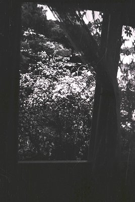 Vintage black-and-white photo of a dense, snow-laden forest viewed through a window frame. Branches and foliage create intric...