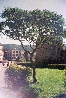 Vintage urban park scene featuring a mature tree with dense foliage and a stone wall with crenellations, likely part of histo...
