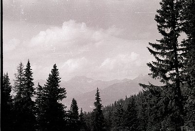 Vintage black-and-white alpine forest scene with dense coniferous trees framing a misty mountain range. Soft lighting suggest...