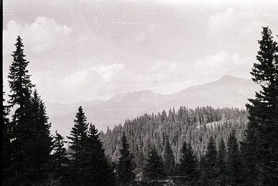 Dense coniferous forest framing a misty alpine valley with layered peaks under overcast skies. Classic mid-20th century black...