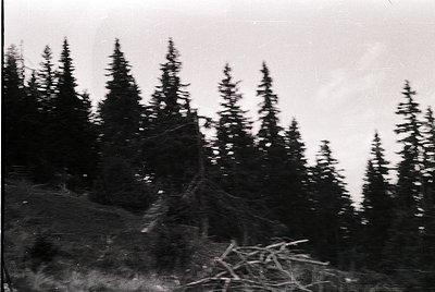 Vintage black-and-white shot of dense coniferous forest with tall, uniform evergreen trees on a sloped terrain. Blurred foreg...