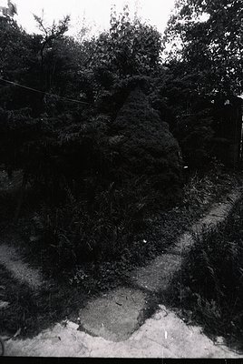 Vintage black-and-white photo of a dense, overgrown forest path with exposed tree roots and uneven ground. Low-angle composit...