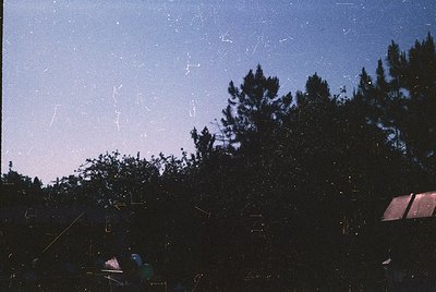 Vintage film grain and faded tones capture a silhouette of two figures under dense coniferous trees at dusk. The scene sugges...