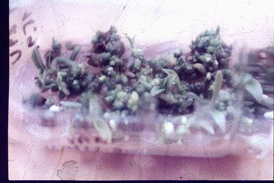 Vintage close-up of dried, clustered herbs or spices on a flat surface, likely a wooden board. Texture suggests dried thyme o...