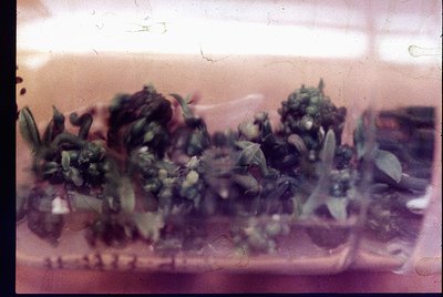 Vintage slide of a potted plant with dense foliage and small white flowers, likely a type of ivy or trailing houseplant. The ...