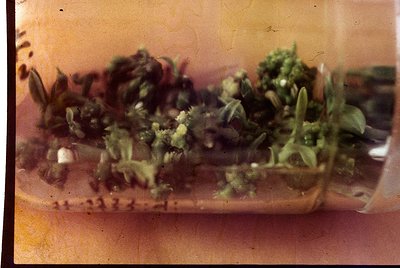 Vintage close-up of a partially submerged, decaying object with greenish plant growth and remnants of a once-solid material, ...