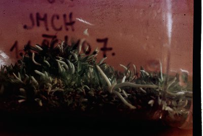 Vintage close-up of dried, segmented caterpillar larvae on textured paper. Partial text "JMCH 1967" suggests 1960s entomology...