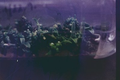 Vintage slide projection of lush indoor foliage—likely a greenhouse or conservatory—with dense green plants and blurred archi...