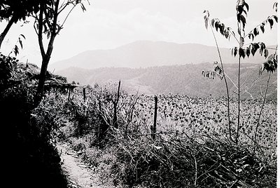 Black-and-white rural landscape featuring a dirt path bordered by overgrown vegetation and wooden posts. Rolling hills and di...