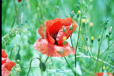 Close-up of vibrant **Papaver rhoeas** (corn poppy) in full bloom, surrounded by lush green foliage and wildflowers. Soft bok...