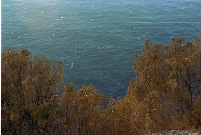 Aerial view of coastal landscape featuring rugged, leafless trees framing a serene, misty sea. Distant horizon blends with lo...