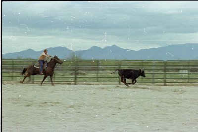 Cowboy in traditional duster jacket and hat herding a black steer in an enclosed arena, likely during a rodeo or ranch work e...