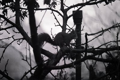 Vintage black-and-white shot of a squirrel clinging to a tree branch, silhouetted against stormy skies. Grainy texture sugges...