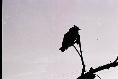 Silhouette of a bird perched on a bare branch against a cloudy sky, captured in monochrome. Likely a crow or raven, showcasin...