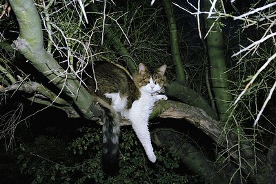 A tabby cat with white markings perches on a low, moss-covered branch in a dimly lit forest. The fur contrasts sharply agains...