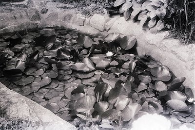 Black-and-white close-up of a shallow, rocky stream bed with fallen leaves and a single water lily. Sunlight casts distinct s...