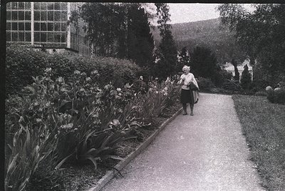 Mid-century garden path lined with lush foliage and blooming flowers, featuring a woman in a light dress and dark skirt walki...
