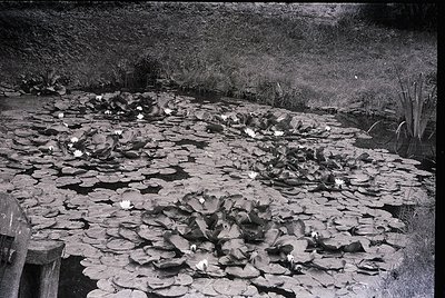 Black-and-white pond scene covered in dense lily pads, likely mid-20th century. Wooden bench on left edge suggests a park or ...