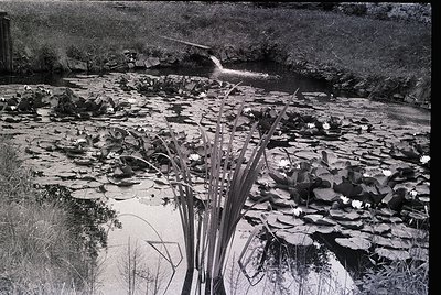 Black-and-white shot of a shallow, meandering stream bordered by lily pads and reeds. Water cascades over a small dam or rock...