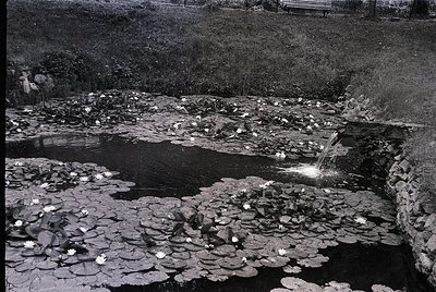 Black-and-white pond scene with dense lily pads covering water surface, bordered by stone edges and a small waterfall. Mid-20...
