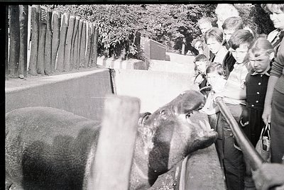 Black-and-white street scene from the 1960s–70s featuring a group of children and adults observing a large, restrained elepha...