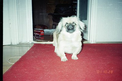 Vintage photograph of a Pekingese dog sitting on a red carpeted step in a dimly lit hallway. Reflective surface suggests indo...