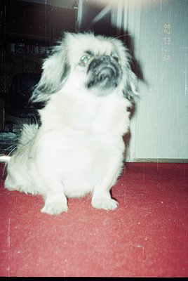 Vintage-style portrait of a Pekingese dog with distinctive flat face and long fur, sitting on a red-tinted floor. Indoor sett...