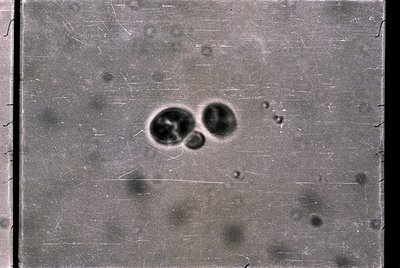 Vintage sepia-toned photograph showing two circular, dark marks on a textured surface, likely a damaged or aged glass plate. ...