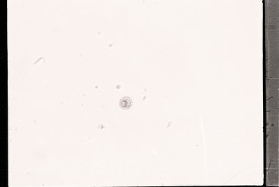 Vintage black-and-white photo with minimal visible detail—single faint circular mark near center, likely a small object or le...