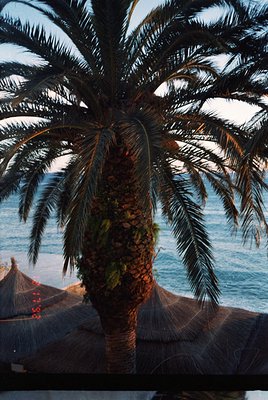 Tall palm tree with woven coconut frond skirt framing a seaside view, likely Mediterranean or tropical coastal region. Sunlig...