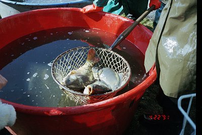 Industrial red plastic basin with a mesh strainer containing freshly caught fish, likely carp, in murky water. Worker in wate...
