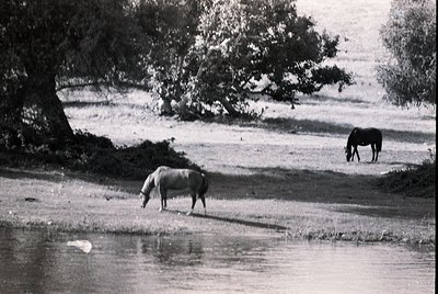 Two horses grazing near a shallow water source in a rural landscape, under mature trees. Mid-20th century farm scene, likely ...