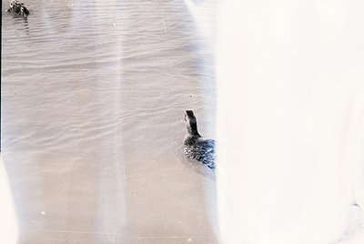A solitary duck wades through shallow, rippled water near a concrete edge, likely a pier or dock. The scene captures natural ...