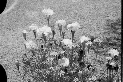 Vintage black-and-white close-up of a cluster of white carnations in full bloom, set against a rough gravel or dirt backgroun...
