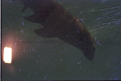 Long-exposure nighttime shot of a bear silhouette against a snowy forest backdrop. Lens flare from a flashlight illuminates t...
